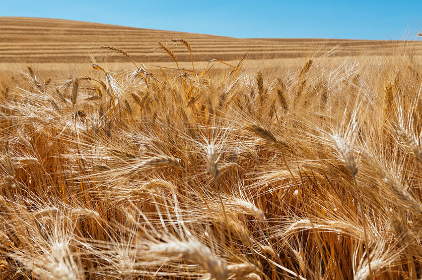 campi di grano territorio pandittaino sicilia