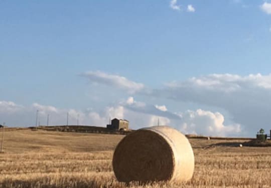 campi di grano territorio pandittaino