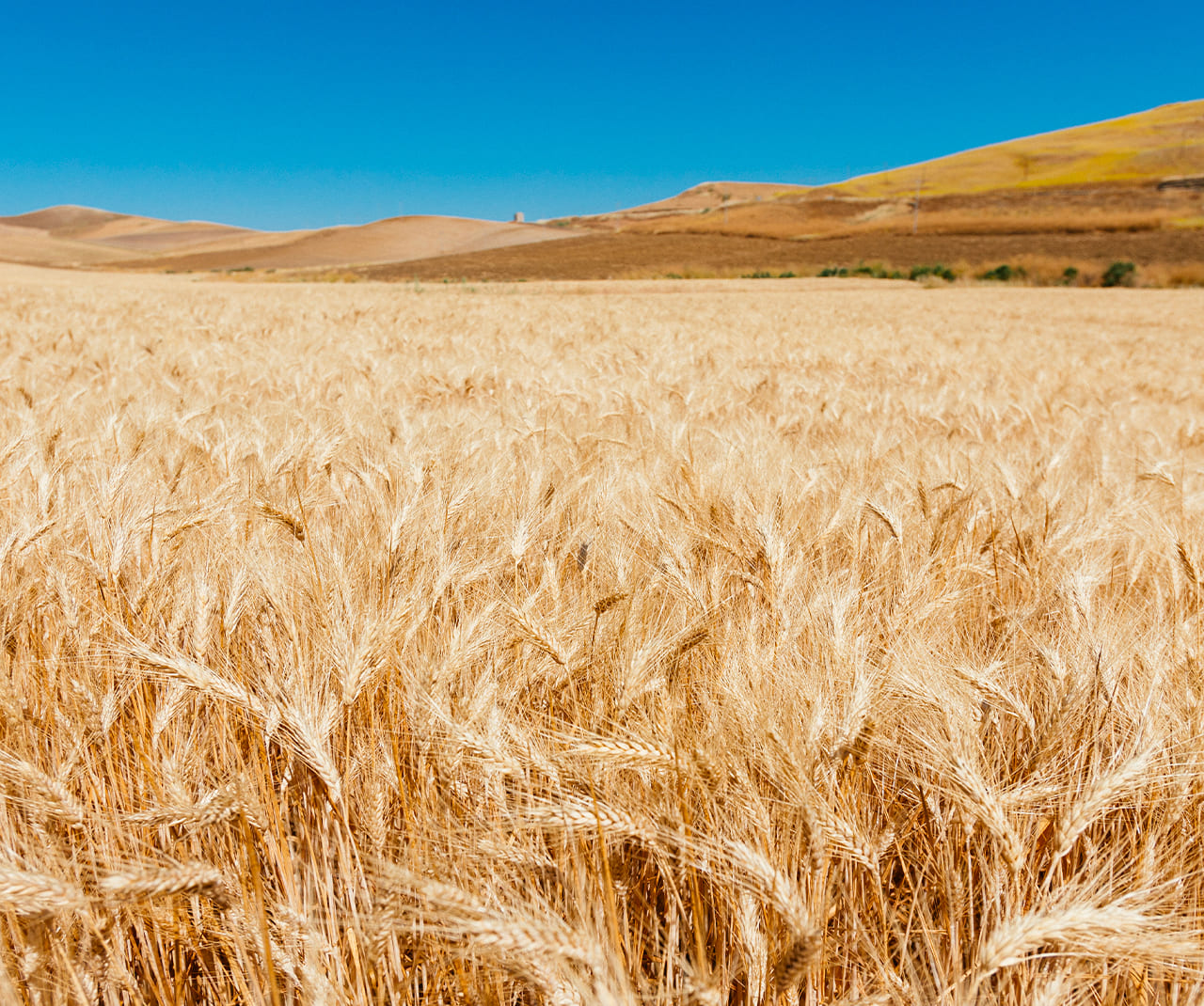 campo di grano pandittaino