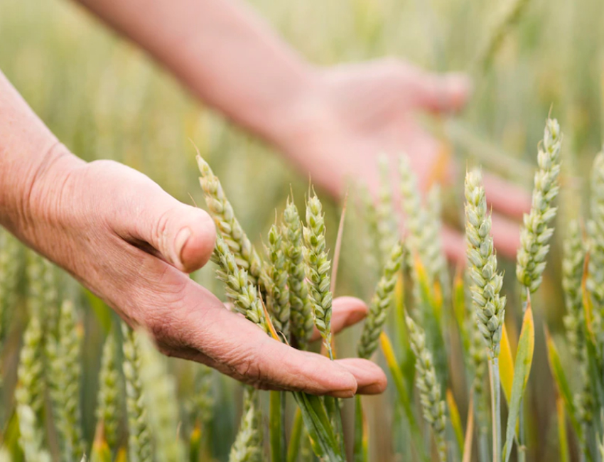 Campo di grano sicilia
