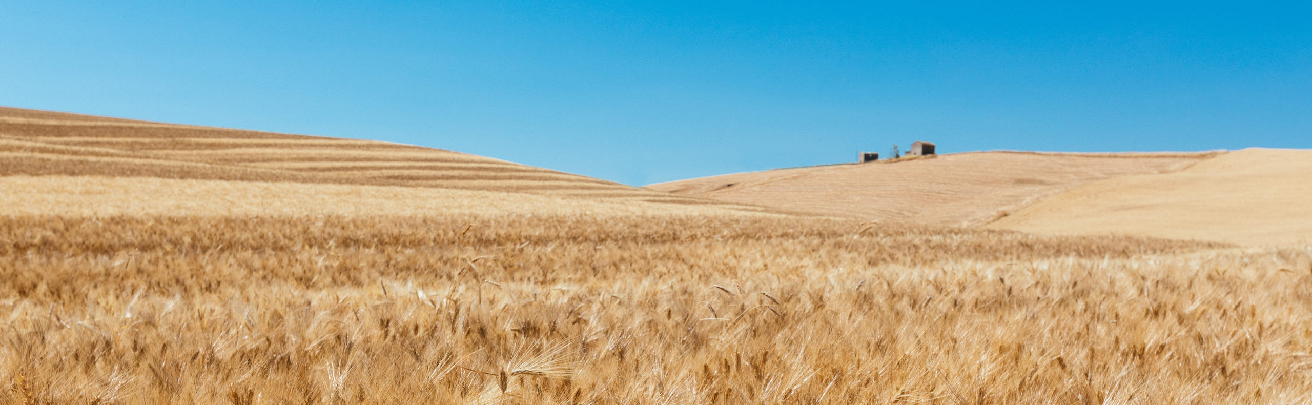 coltivazione grano di sicilia territorio pandittaino