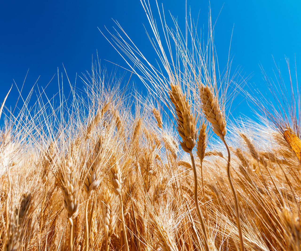 spighe campi di grano pandittaino