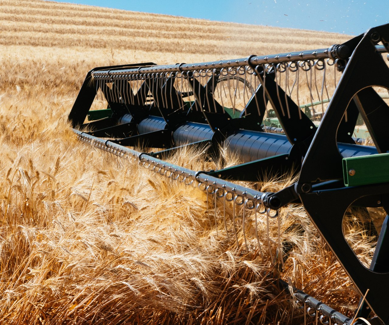 Raccolta del grano nei campi di Pandittaino