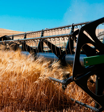 Lavorazione del grano nei campi di pandittaino