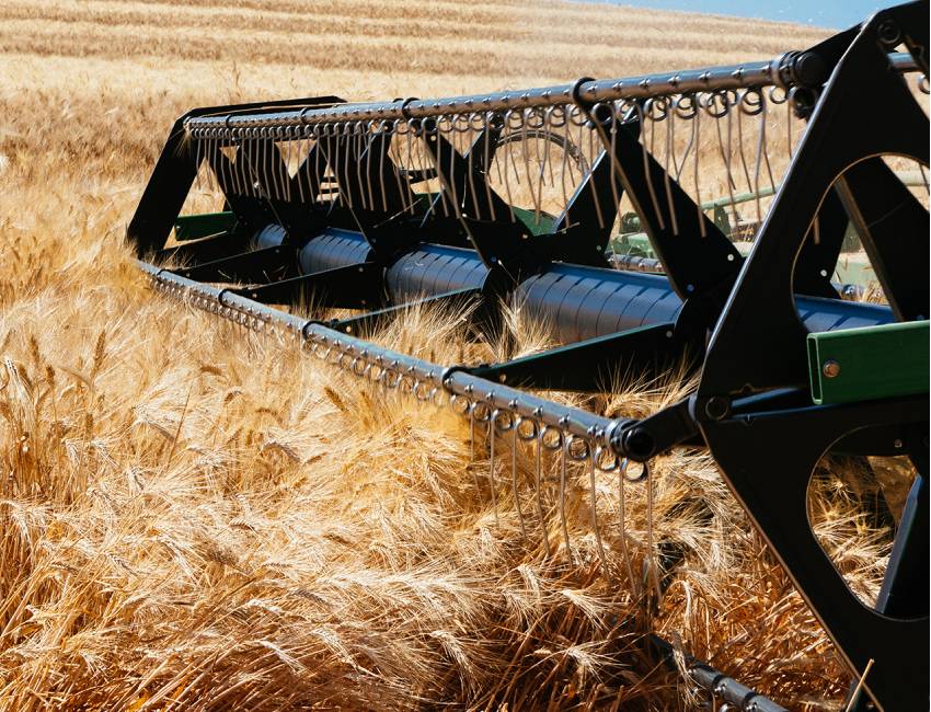 Coltivazione campi di grano Pandittaino